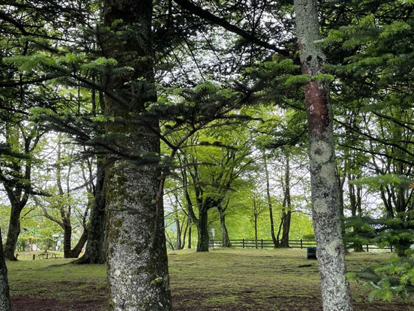 安東美術館そばの矢ケ崎公園