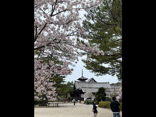 【桜の頃の法隆寺】