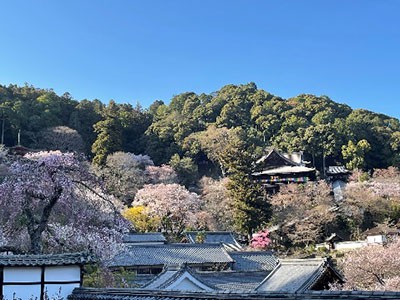 【花の寺　長谷寺の桜】